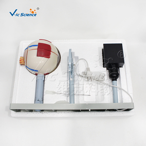 Modèle anatomique d'image optique d'œil humain magnifié en PVC pour la formation en laboratoire d'<span class=keywords><strong>ophtalmologie</strong></span> et d'anatomie CE/ISO/ROHS/CNAS - Product Image 6