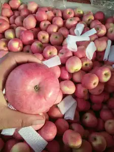 2023 nueva cosecha fresca Manzana Roja Fuji fruta precio de fábrica para la venta