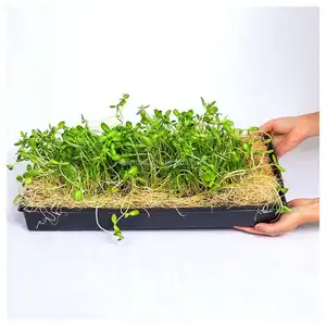 Factory Micro green Trays Seed Starting 1020 Plant Germination Tray Without Holes for Wheatgrass planter seed tray