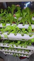 Système hydroponique vertical de culture de plantes en serre agricole nouvelle génération 2021, tour de jardinage aéroponique, tour de pétales pour légumes et herbes, intérieur