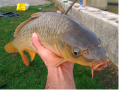 Potenciador de crecimiento de peces para tilapia, acuicultura, aditivos para piensos con probióticos aminoácidos y vitaminas de grado alimenticio - Product Image 4