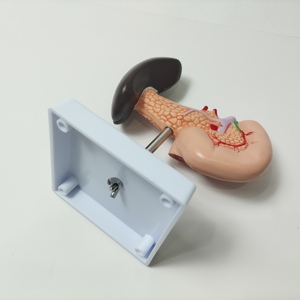 Vente en gros science médicale Viscérale Pathologique PVC 22 pièces Modèle anatomique agrandi détachable de la rate et du pancréas duodénum - Product Image 3