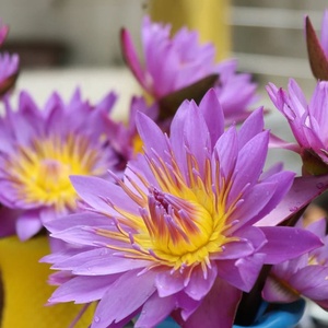 Fiori <span class=keywords><strong>di</strong></span> Nymphaea Caerulea Commestibili Biologici Lan Lian Hua, Fiori <span class=keywords><strong>di</strong></span> <span class=keywords><strong>Loto</strong></span> <span class=keywords><strong>Blu</strong></span> Essiccati per Tè - Product Image 2