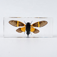 Insectes en résine, animaux en résine, spécimens d'insectes, jouets éducatifs pour enfants