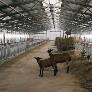 Automatisation système d'élevage automatisé Structure en acier vache cochon poulet cheval chèvre hangar ferme maison grange élevage de volaille écurie - Product Image 6
