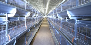 Système de cages à poulets de chair entièrement automatique : alimentation automatique, nettoyage du fumier, contrô<span class=keywords><strong>le</strong></span> de l'environnement, augmentation de l'efficacité, réduction des coûts - Product Image 3