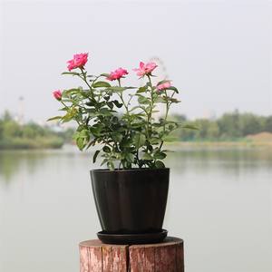 <span class=keywords><strong>Mini</strong></span> Pot de fleurs en Pot, cylindre de culture en Pot, outils de jardin en plastique <span class=keywords><strong>pour</strong></span> décoration de la maison - Product Image 3