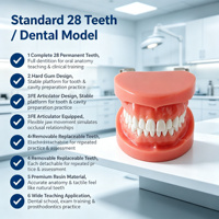 Modelo Dental de 28 Dientes Removibles con Encía Dura, Articulador FE para Entrenamiento de Dentistas, Cirugía Oral, CE ISO ROHS CNAS