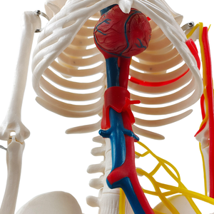 85CM PVC Modelo de Esqueleto Humano com Nervos e Vasos Sanguíneos Anatômico Ferramenta de Ensino para Treinamento em Ciências Médicas em Hospitais - Product Image 6