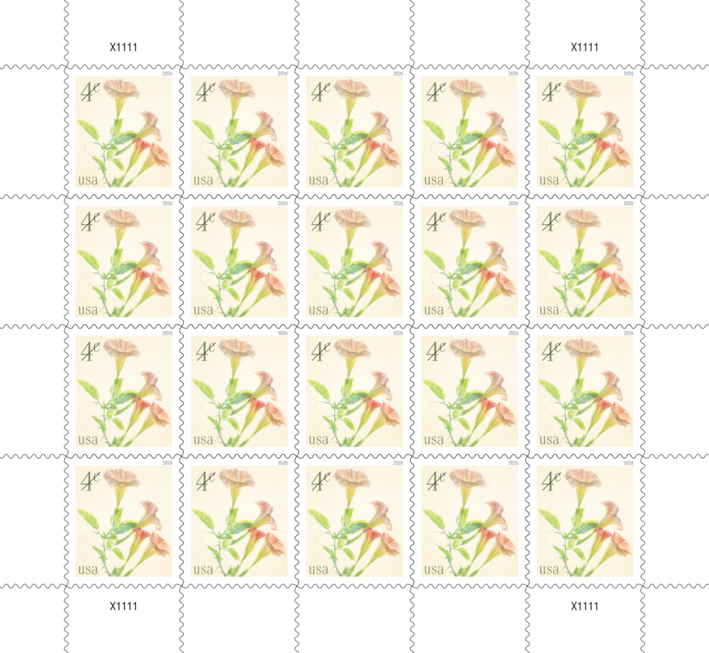 2026 4c Trompettes d'Ange 500374-AF0-300-26QNH4C