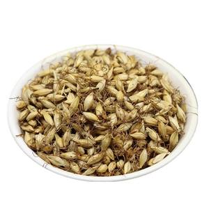 Vente en gros Emballé en vrac de thé de <span class=keywords><strong>malt</strong></span> d'orge saveur rôti minceur traitement brut en sac de thé de <span class=keywords><strong>malt</strong></span> d'orge - Product Image 5