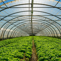 Serre agricole commerciale à tunnel unique en métal 8x30 pour légumes et tomates, à vendre pour ferme