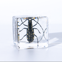 Presse-papiers en résine avec spécimens d'insectes divers conservés dans la résine, vrais insectes et plantes dans une collection d'insectes, jouets amusants pour collectionneurs d'insectes et d'animaux.