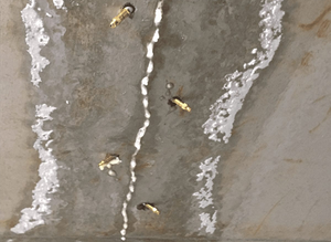 Lechada Hidrófila con Certificación CE para Aplicación en Baños, Inyección <span class=keywords><strong>de</strong></span> <span class=keywords><strong>Poliuretano</strong></span> Expansivo W-110, Inyección Moderna - Product Image 5