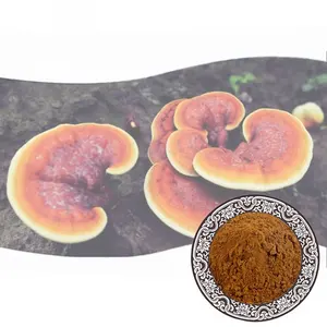 분말 식품 등급 빨간색 reishi 버섯 씨앗 추출물 다당류 30% 50% 40% ganoderma lucidum