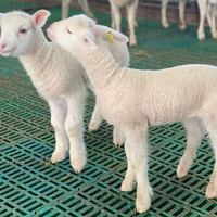 100x60cm Plancher à lattes en plastique épais et de haute qualité pour l'élevage de moutons et de chèvres