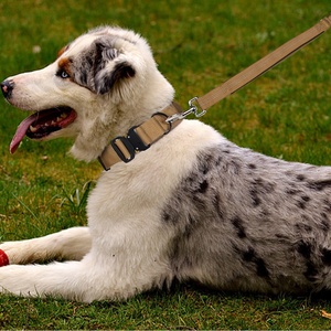 Nieuwste verstelbare tactische training AirTag houders nylon tracker hondenhalsband zware metalen snelontgrendelingsgesp controlehandvat - Product Image 6