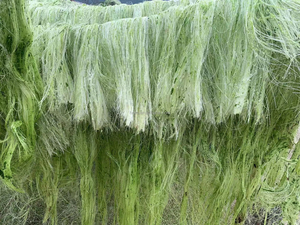 <strong>Pineapple</strong> <strong>Leaf</strong> Sisal Hemp Banana Fiber <strong>Extraction</strong> <strong>Machine</strong> Kenaf Abaca Fiber Extractor Decorticator <strong>Machine</strong> - Product Image 3