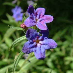 Заводская поставка, пищевые добавки, натуральный пигмент, порошок экстракта корня Gromwell Lithospermum Erythrorhizon - Product Image 2