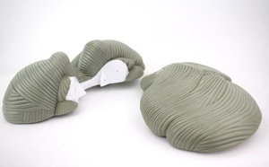 यूलिन आवर्धन मानव मस्तिष्क शरीर रचना मॉडल चिकित्सा विज्ञान शिक्षा के लिए मस्तिष्क धमनियों की कार्य स्थिति - Product Image 3