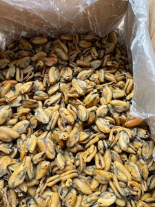 Vente en gros de viande de Mytilus coruscus - Product Image 3
