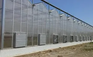 Strong Structure Galvanized Venlo Commerical Polycarbonate Agricultural Garden Green Houses With Good Price