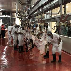 Équipement d'<span class=keywords><strong>abattoir</strong></span> pour moutons avec système de rail pour carcasses, contrôle de l'hygiène - Product Image 2