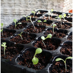 128 células raíz entrenador de PVC/PS negro bandeja de vivero la germinación de la semilla de la bandeja de plántulas - Product Image 2