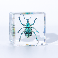 Presse-papiers en résine avec spécimens d'insectes divers conservés dans la résine, vrais insectes et plantes dans une collection d'insectes, jouets amusants pour collectionneurs d'insectes et d'animaux.