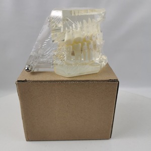 Modèle dentaire M3003, silicone médical anatomique, emballage individuel, usage domestique - Product Image 4