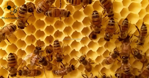 Cina automatica alveare libera auto-fluente miele 7 pz Bee alveare cornici in plastica Set a pettine di miele - Product Image 3