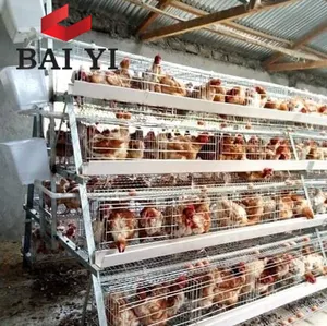 Egg Laying Chickens For Sale / Sales Chicken Egg Direct From Fram