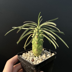 [Euphorbia Clava] Suculenta del Desierto, Venta al por Mayor, Certificada, Espécimen Raro de Caudex, Plantas de Interior, Forma de Caudex Única, Raíces Saludables - Product Image 3