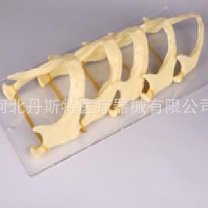 Modèle dentaire Dt, modèle anatomique en silicone médical pour le développement osseux maxillaire et mandibulaire, pour l'éducation à la cavité buccale - Product Image 2