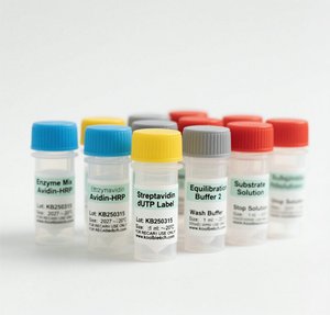 Kit de coloration à l'élastine pour l'histologie professionnelle pour les sections tissulaires |   Visualisation des fibres élastiques à fort contraste - Product Image 2