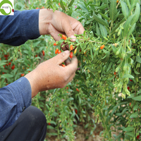 Hoogwaardige Goji-bessen groothandel gedroogd fruit Chinese Wolfberry