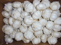 Shan Dong Knoflook Uit China Een Ton Prijs 4.5-6.0Cm Export