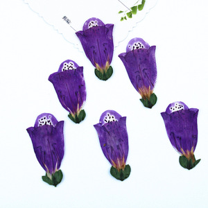 Flores de Globo Real Naturales, Preservadas y Secas para la Creación de Joyería de Resina - Product Image 4