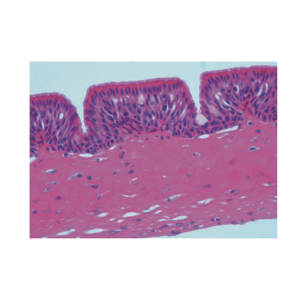 Vetrini Preparati di Biologia Generale, Zoologia e Istologia con Strutture Dettagliate per l'Insegnamento Medico, Marca <span class=keywords><strong>Deren</strong></span> - Product Image 2