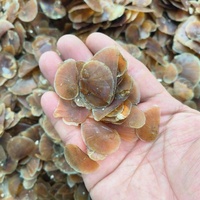 Chinois Célèbre Marque Musc Cerf Parfum Conque Shell Ancien Encens