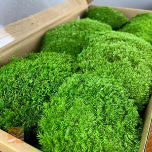 Real Natural Green Preserved Pole <strong>Moss</strong> Pillow <strong>Bun</strong> Cushion <strong>Moss</strong> Frame Art DIY Kit Terrariums Gardening Art Wall Decor - Product Image 1