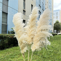 Rumput Pampas Dekorasi Tinggi Alami Rumput Pampas Besar & Halus Bergaya Kering Rumput Pampas Sempurna untuk Pernikahan Rumah Boho