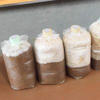 Autocollants en papier filtre synthétique 20 mm, disques filtrants synthétiques en bande pour la culture de champignons, à appliquer sous les bocaux Mason