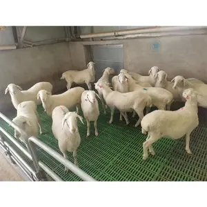 HENGYIN floors for plastic goat sheep farming equipment pig plastic salt floor china factory