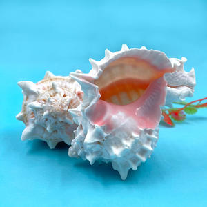 ขายเปลือกหอยทากราคาดีที่สุดขายเปลือกหอย <span class=keywords><strong>Murex</strong></span> ปากสีชมพูธรรมชาติ 100% - Product Image 2