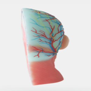 Cuộc Sống Kích thước giảng dạy y tế Viện trợ đầu Mô hình giải phẫu khoa học y tế đầu mô hình medican khoa học giải phẫu đầu mô hình cho giáo dục - Product Image 4