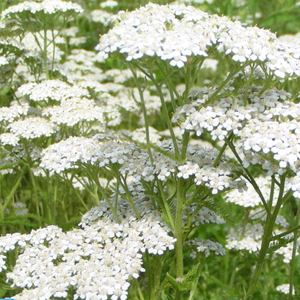 Lipolitycaハーブ茎ACHILLEA MILLEFOLIUM抽出物一般的なヤロウエキス粉末ミフォイルエキス - Product Image 3