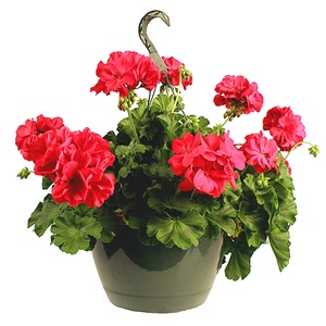 Chất Lượng Tốt Vòng Hoa <span class=keywords><strong>Planter</strong></span> Nhựa Treo Tường Chậu Hoa Để Bán - Product Image 4