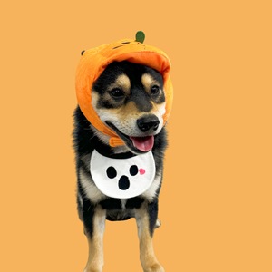 2025 Halloween calabaza fantasma gato perro mascota pañuelos lindo algodón babero especias toalla con patrón sólido accesorios de temporada de invierno - Product Image 2