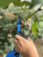 Machine à attacher les plantes agricoles compatible avec le ruban standard et les agrafes 604C